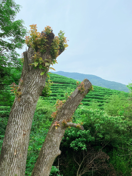 茶山