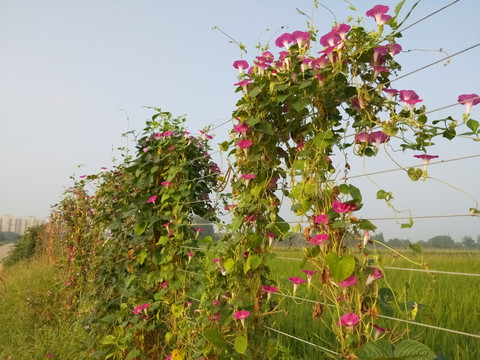 牵牛花开