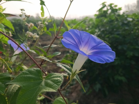 牵牛花开