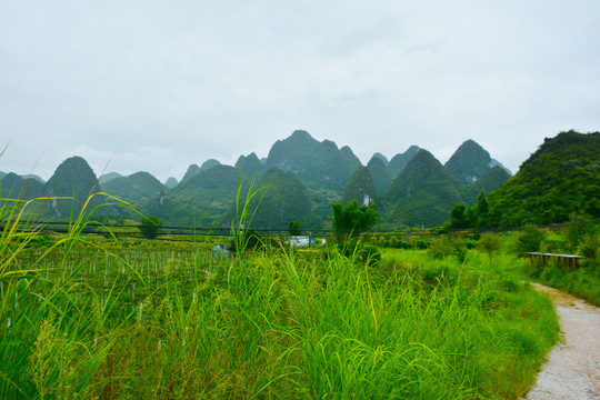 阳朔田园风光