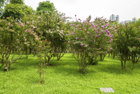 紫薇花树林