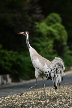 沙丘鹤