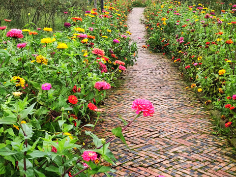 残花百日菊