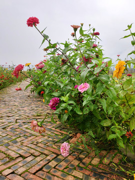 残花百日菊