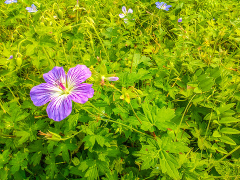 老鹳草花