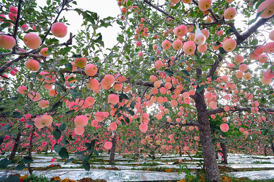 苹果树