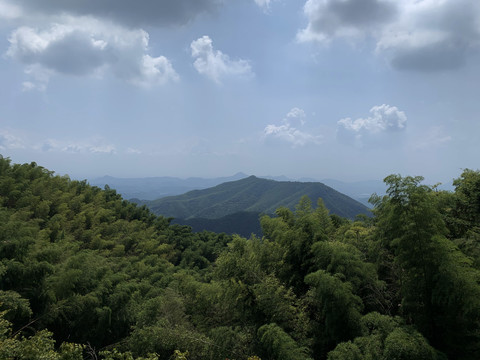 远山竹海竹林