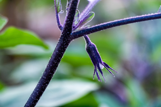 茄子开花