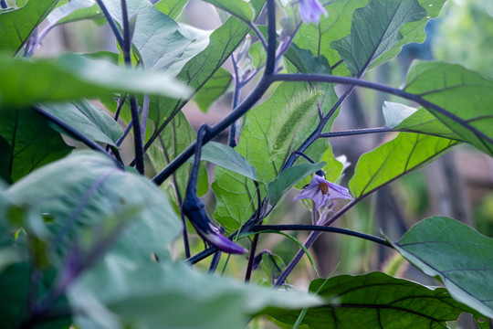 茄子花与茄子