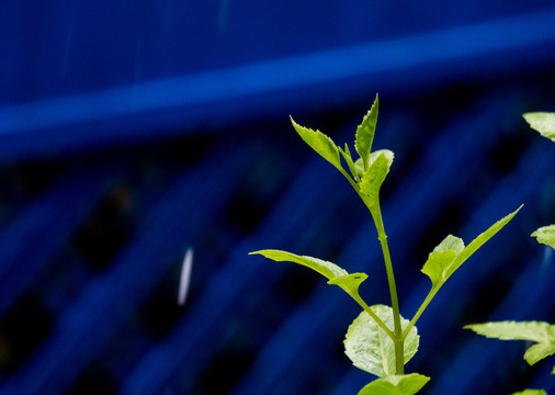 绿色植物