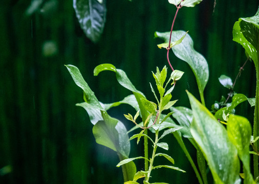 植物