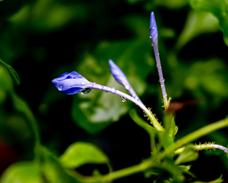 篮紫色的花