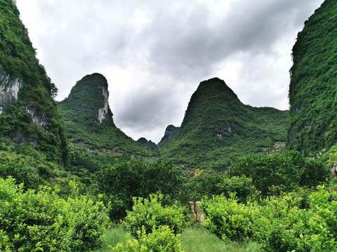 林间种植