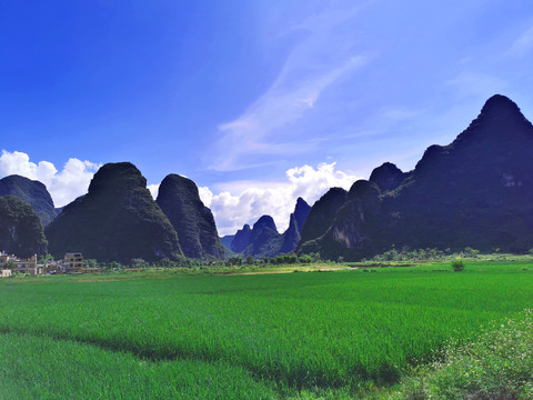 山间水田禾苗