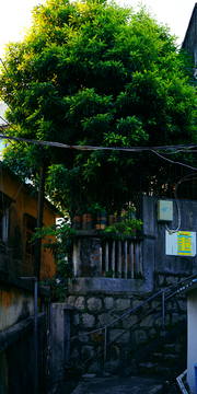 大树和旧社区