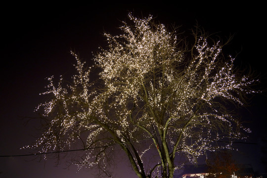 街道树木亮化美化灯