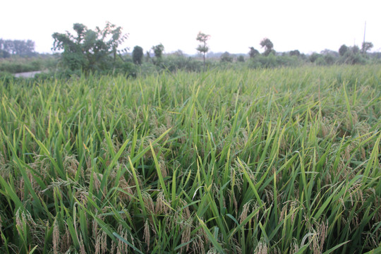丰收的水稻地