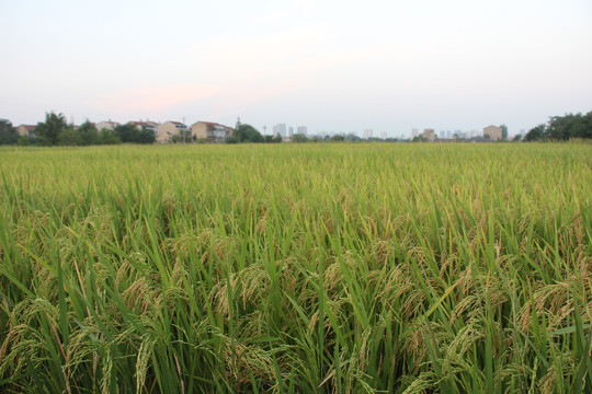 丰收的水稻地