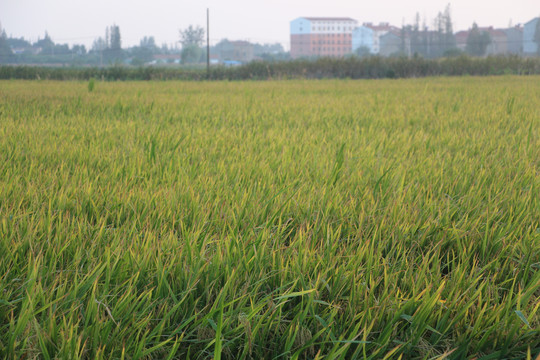 丰收的水稻地