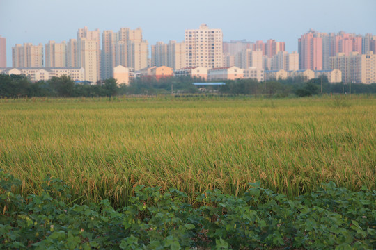 丰收的水稻地