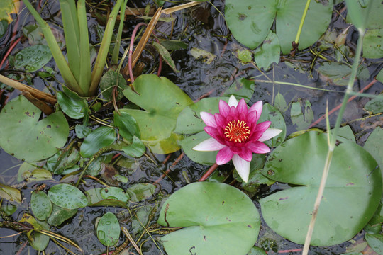 睡莲花