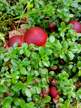 野生牛肝菌