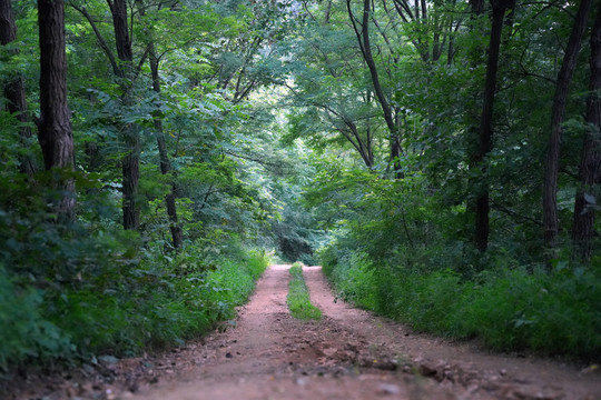 山里小路