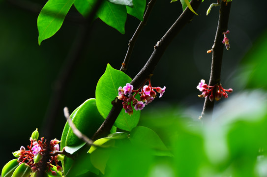 粉色杨桃花