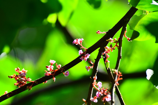 杨桃花花树