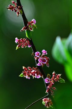 杨桃花特写