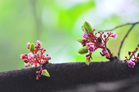 杨桃花花枝