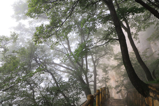 水墨树林风景