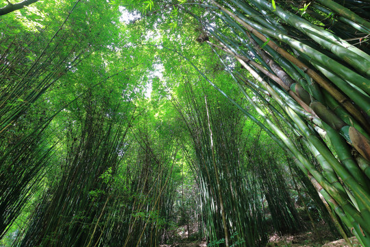 赤水竹林