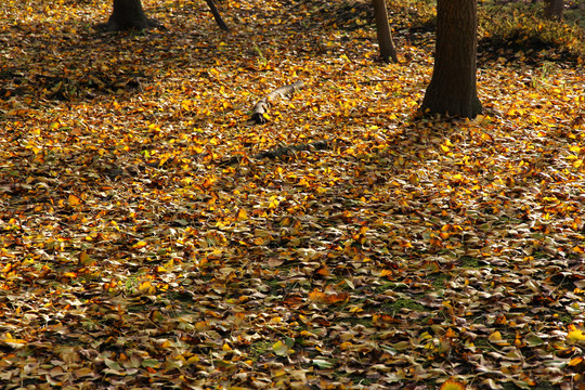 秋天的树影