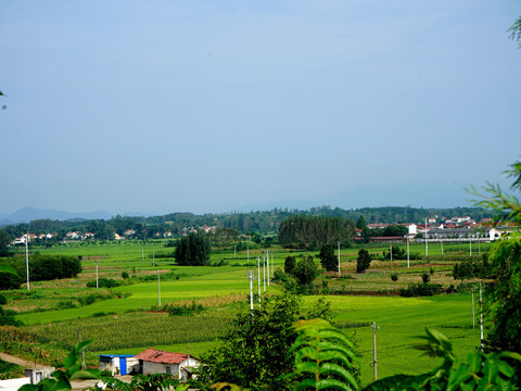 田野