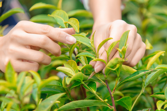 采茶叶制茶