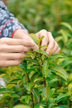 采茶叶制茶