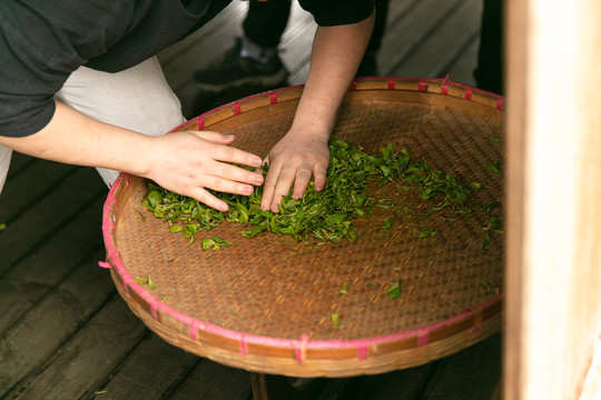 采茶叶制茶