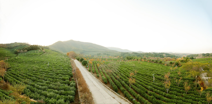 茶山茶园全景