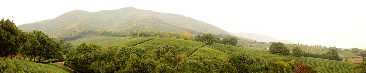 茶山茶园全景