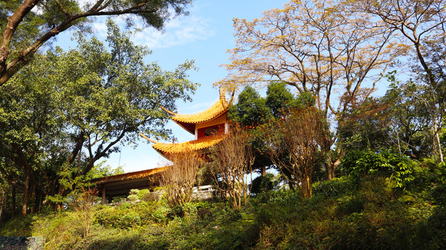 深圳仙湖植物园