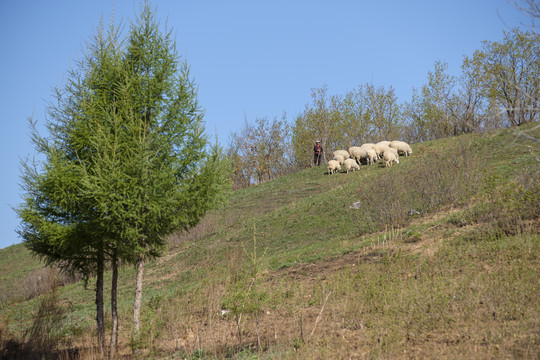 春天放羊