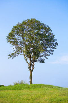 桂花树