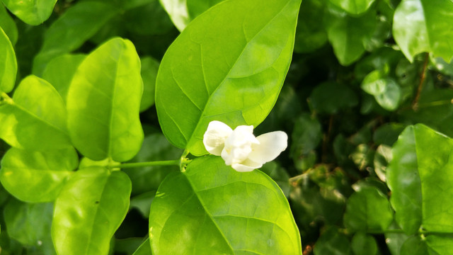 栀子花