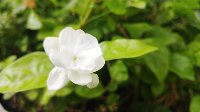 栀子花