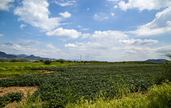 田园风光