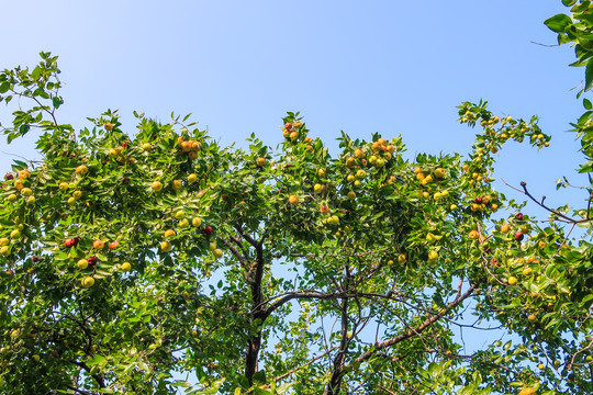 挂满果实的枣树