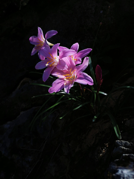 水仙花美丽漂亮秋水仙