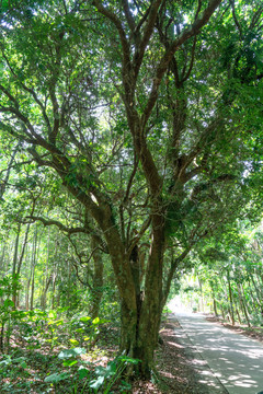 山村老荔枝木