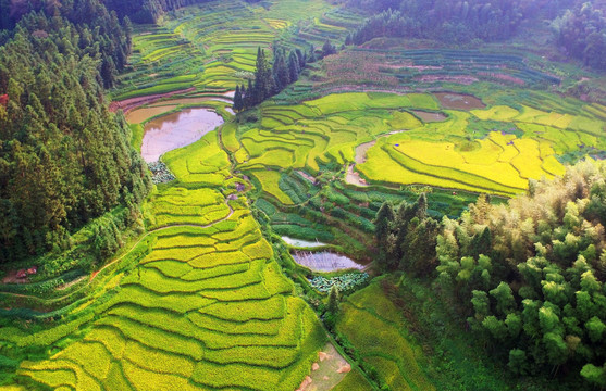 梯田航拍田园秋景